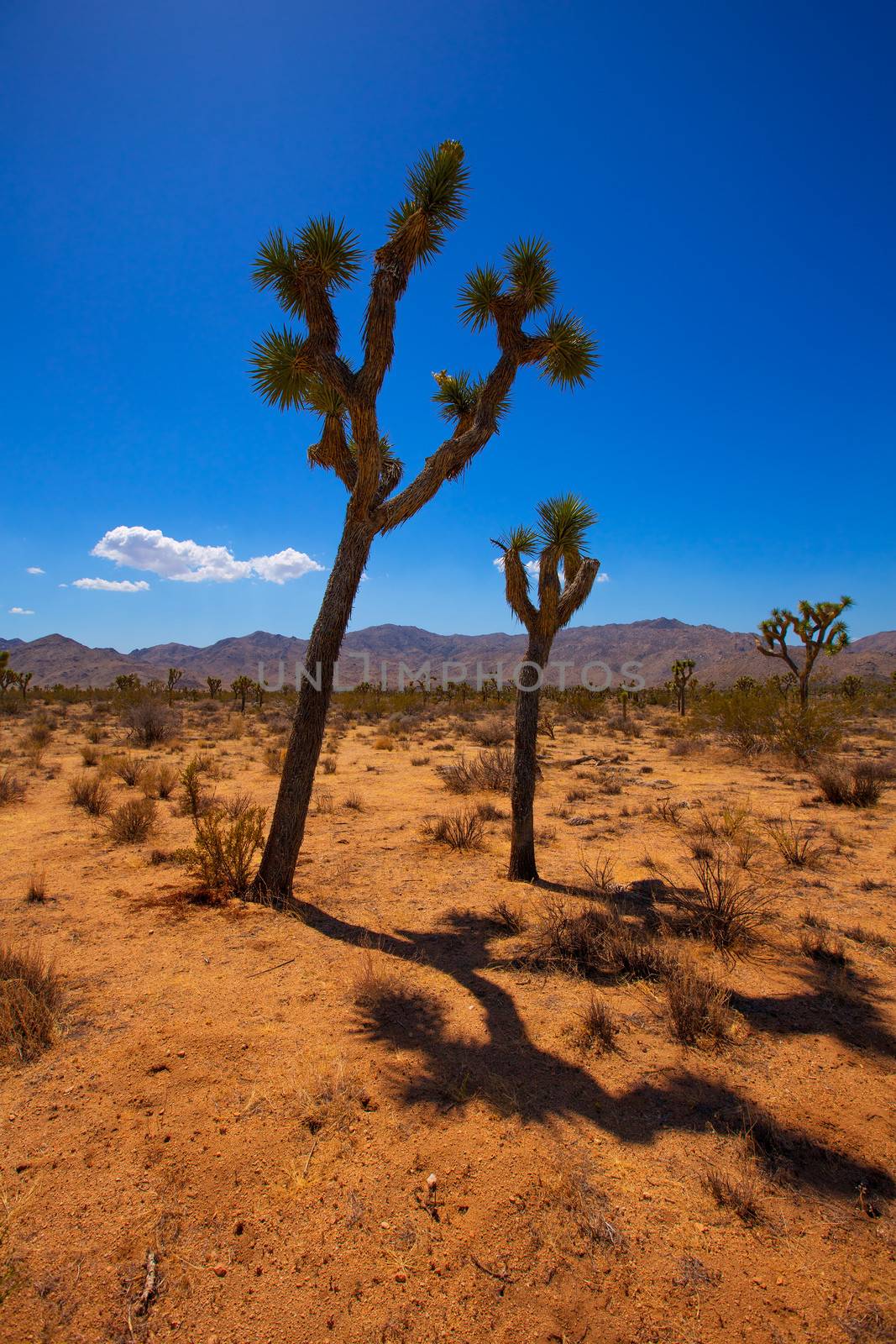 Joshua Tree National Park Yucca Valley Mohave desert California by lunamarina