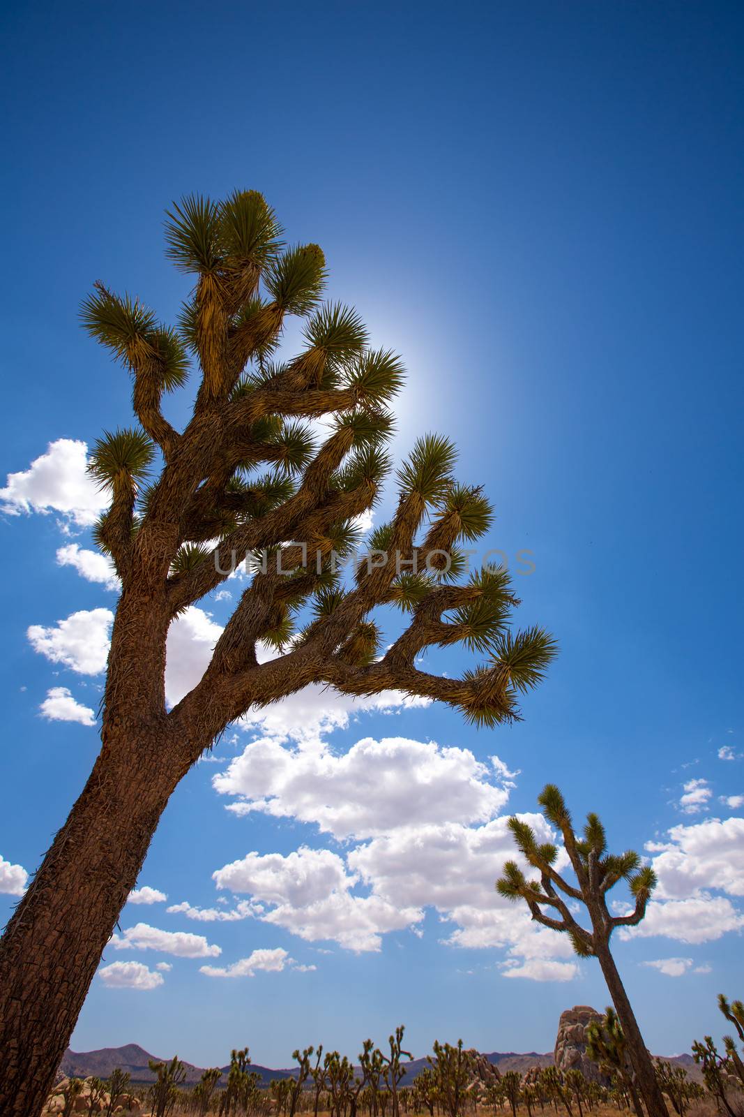 Joshua Tree National Park Yucca Valley Mohave desert California by lunamarina