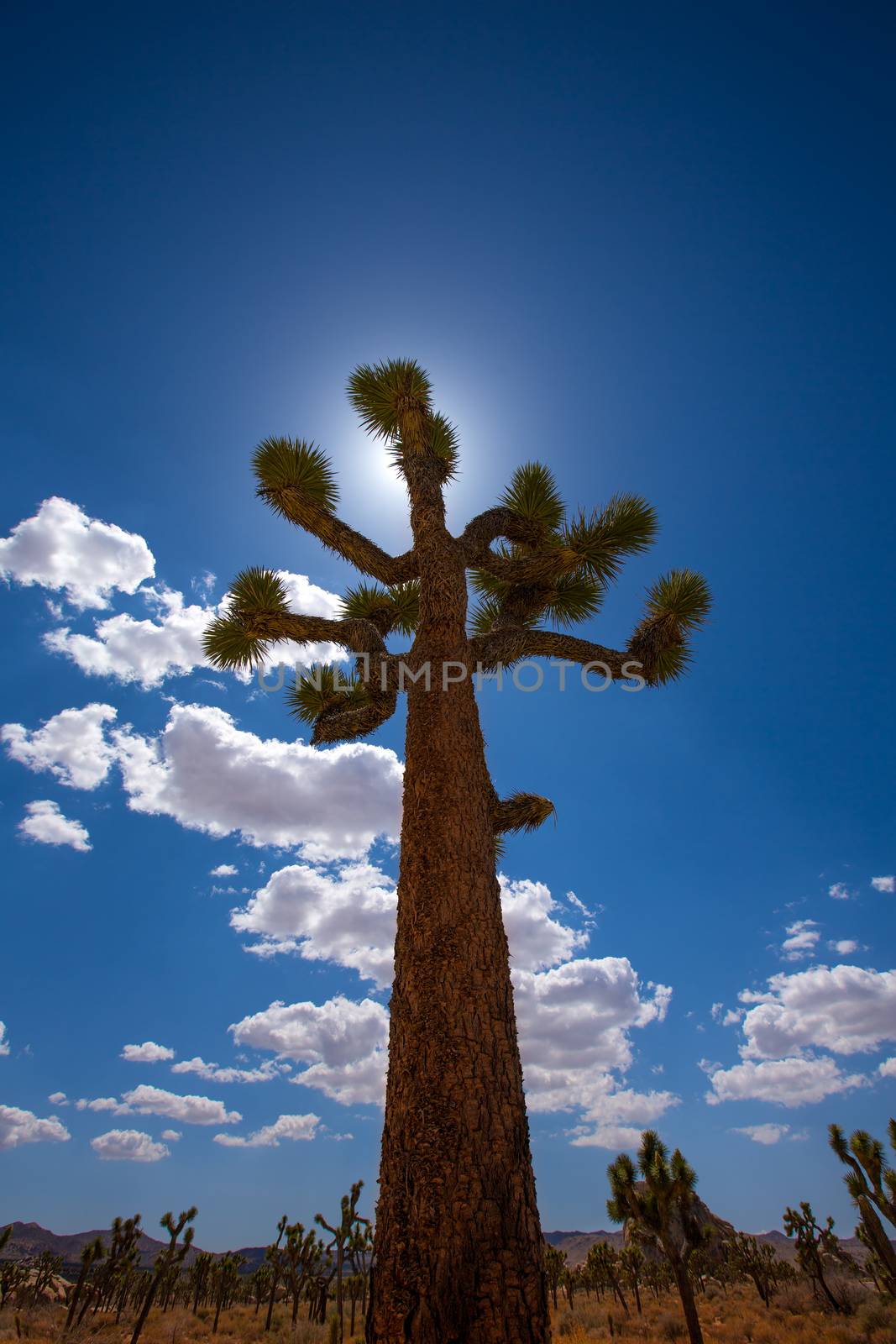 Joshua Tree National Park Yucca Valley Mohave desert California by lunamarina