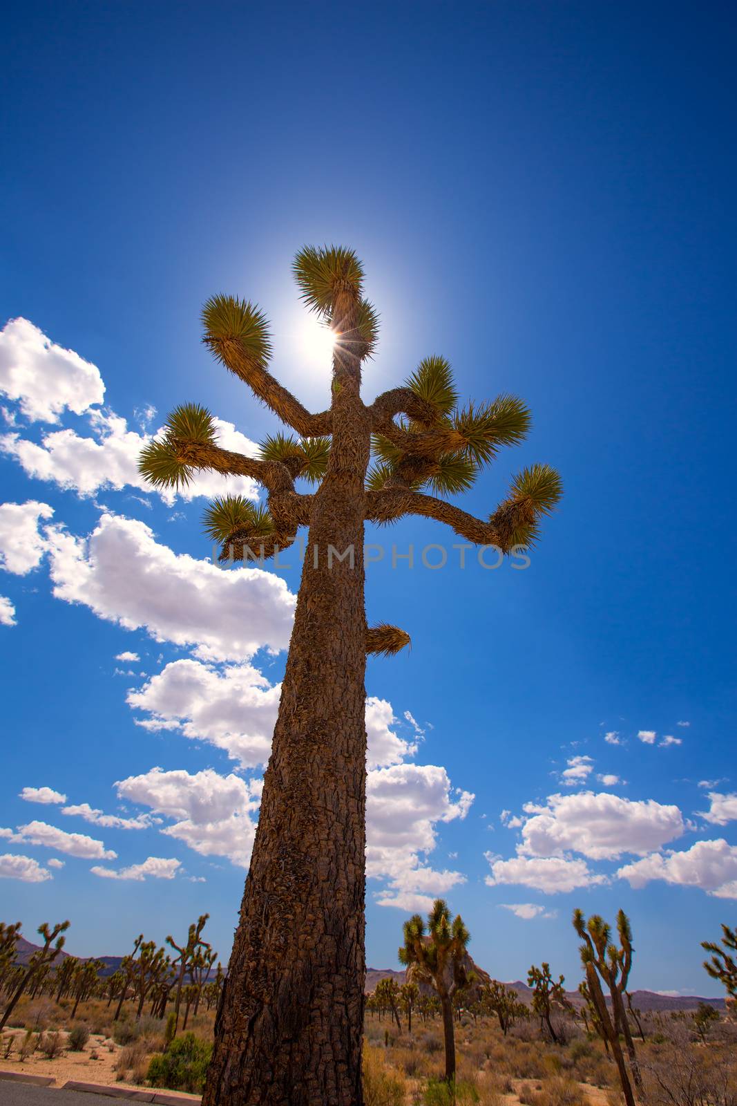 Joshua Tree National Park Yucca Valley in Mohave desert California USA