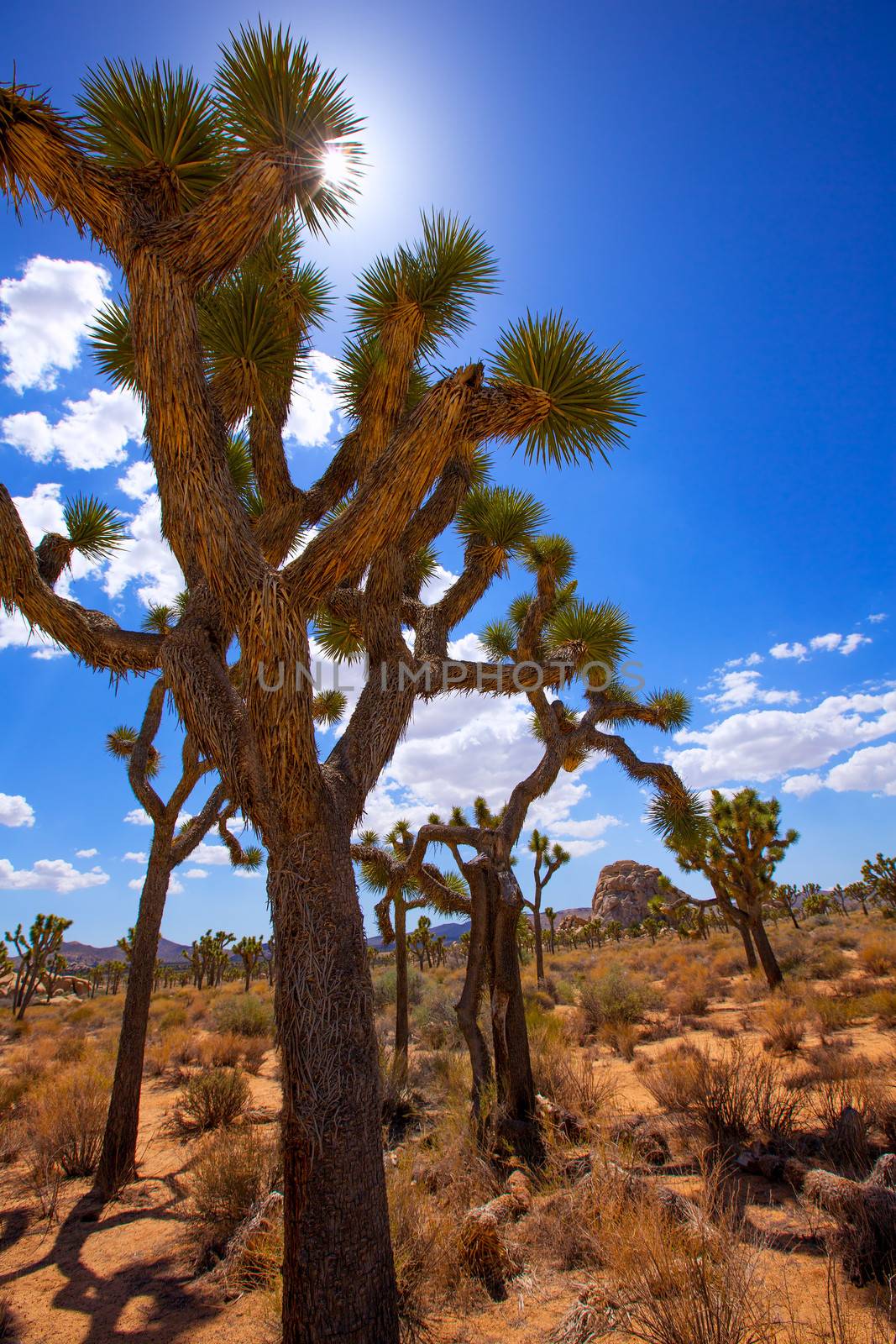 Joshua Tree National Park Yucca Valley in Mohave desert California USA