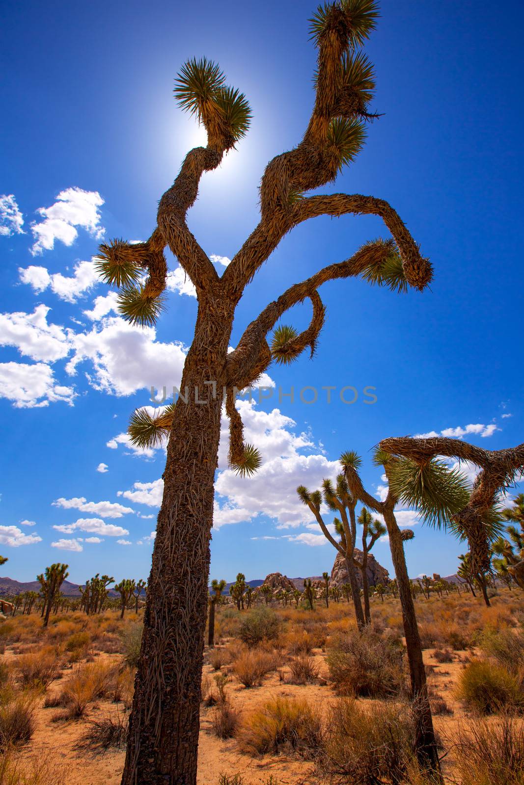 Joshua Tree National Park Yucca Valley Mohave desert California by lunamarina