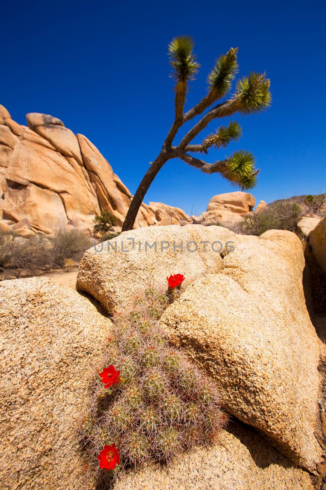 Orange Mohave Mound Cactus Flowers in Joshua Tree Park Echinocereus triglochidiatus
