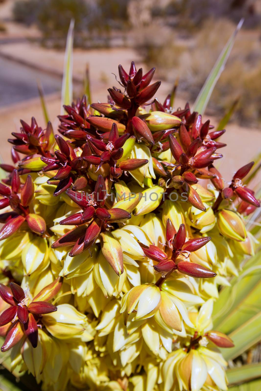 Yucca brevifolia flowers in Joshua Tree National Park by lunamarina