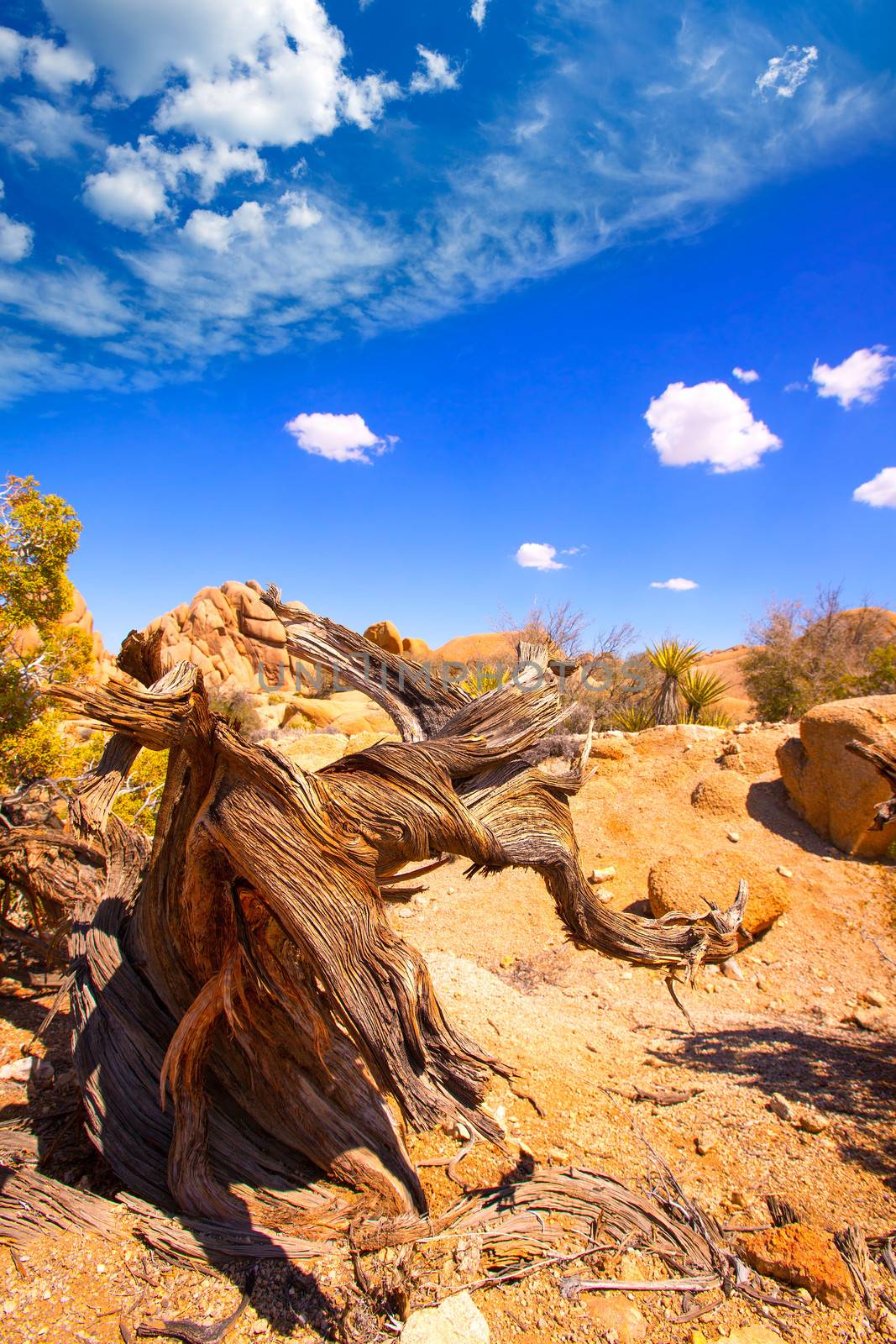 Joshua Tree National Park Yucca Valley in Mohave desert California USA