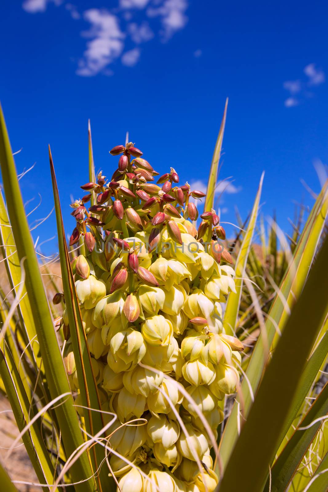 Yucca brevifolia flowers in Joshua Tree National Park by lunamarina