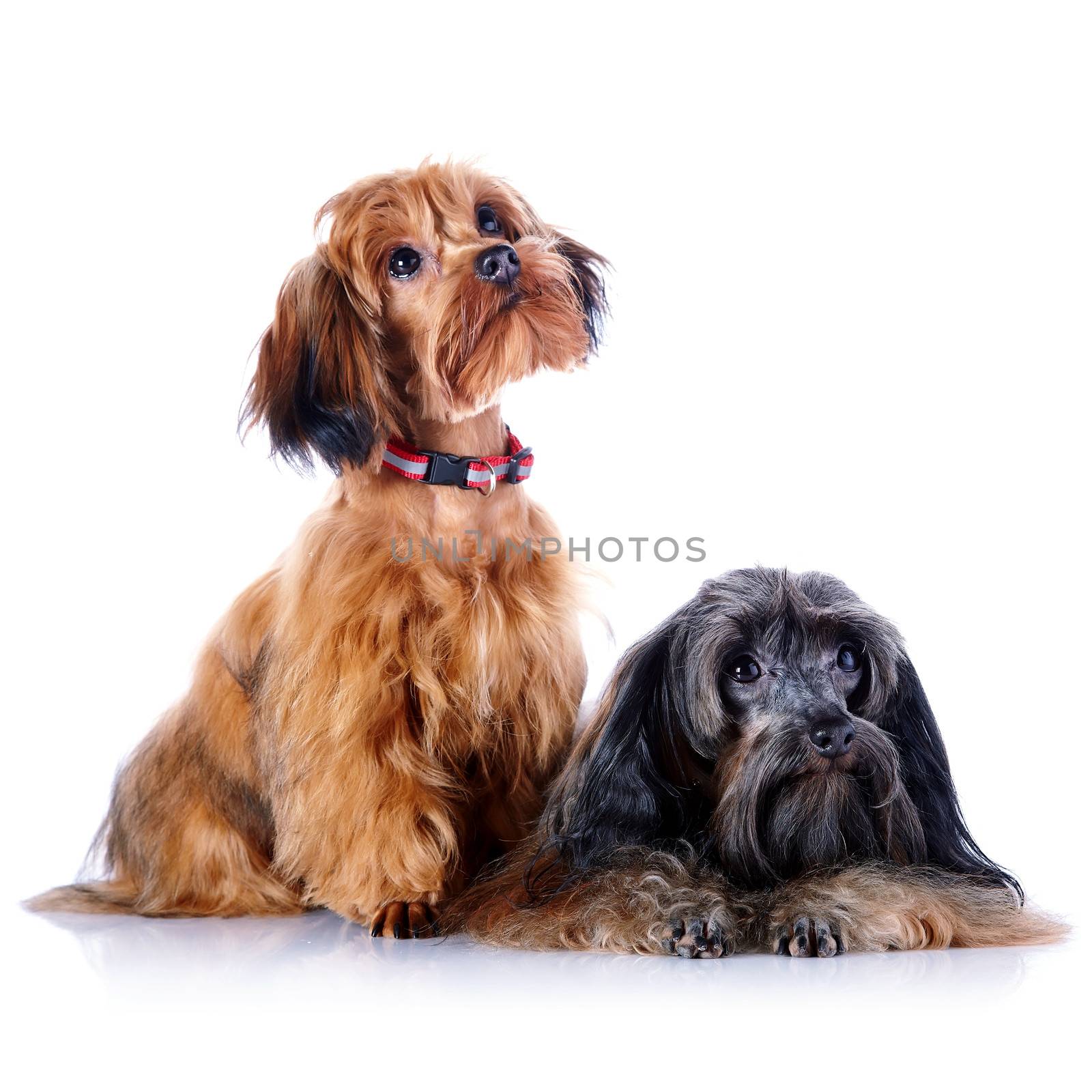 Two decorative doggies. Decorative dogs. Puppies of the Petersburg orchid on a white background