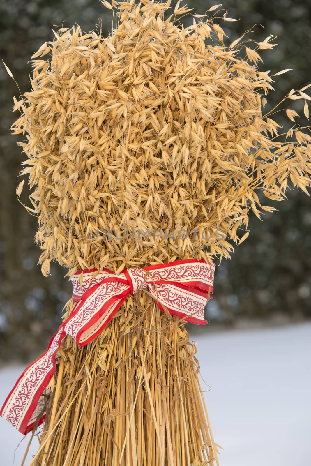 Sheaf of oats with a white and red ribbon in a garden.Vertical image