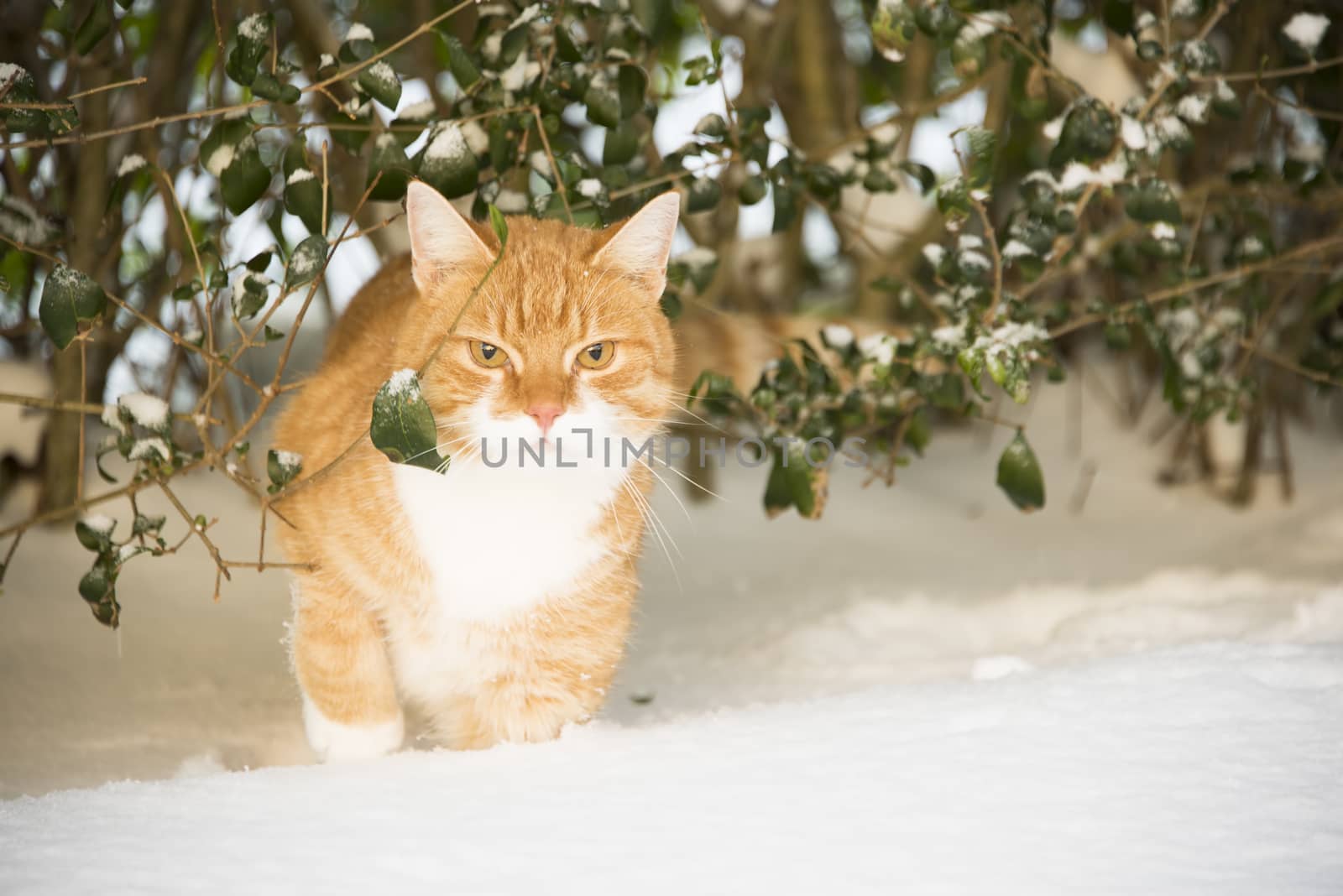 A cat hunting birds in the snow