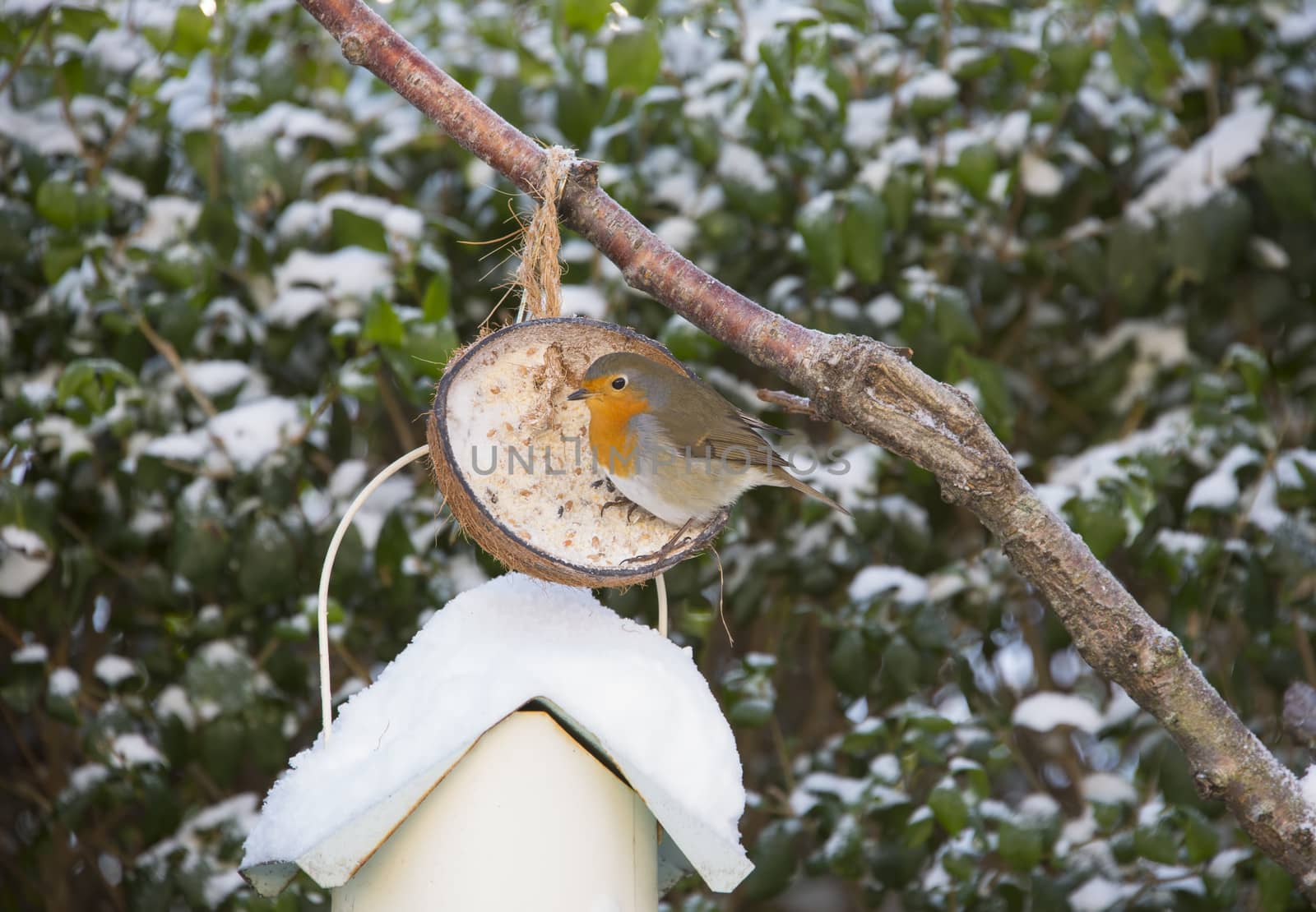 A Robin eating from a coconut in a garden tree