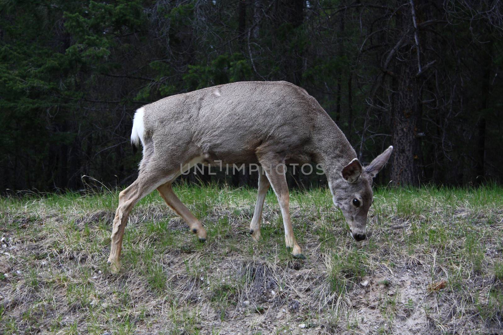 Deer feeding late afternoon in forrest during spring season