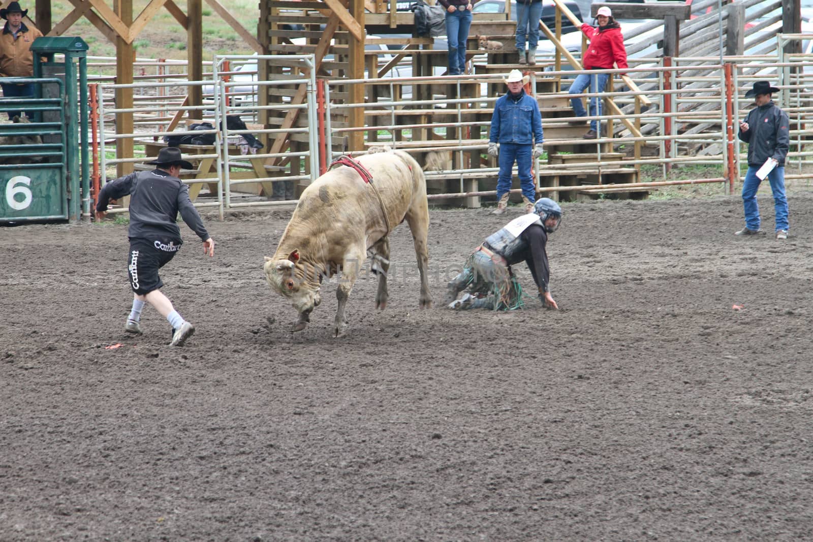 MERRITT; B.C. CANADA - MAY 15: Bull Riding event at Nicola Valley Rodeo May 15; 2011 in Merritt British Columbia; Canada