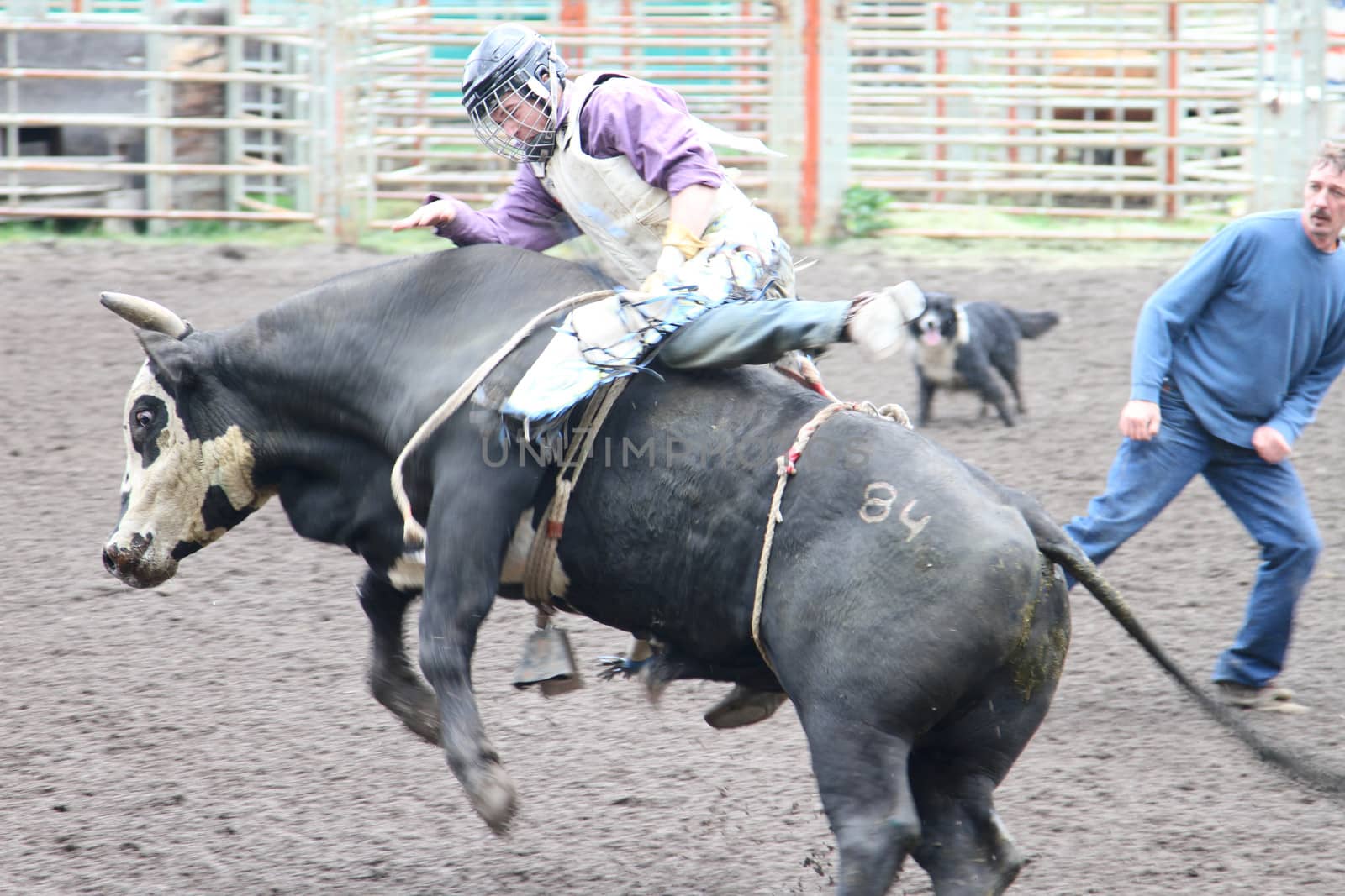 MERRITT; B.C. CANADA - MAY 15: Bull Riding event at Nicola Valley Rodeo May 15; 2011 in Merritt British Columbia; Canada