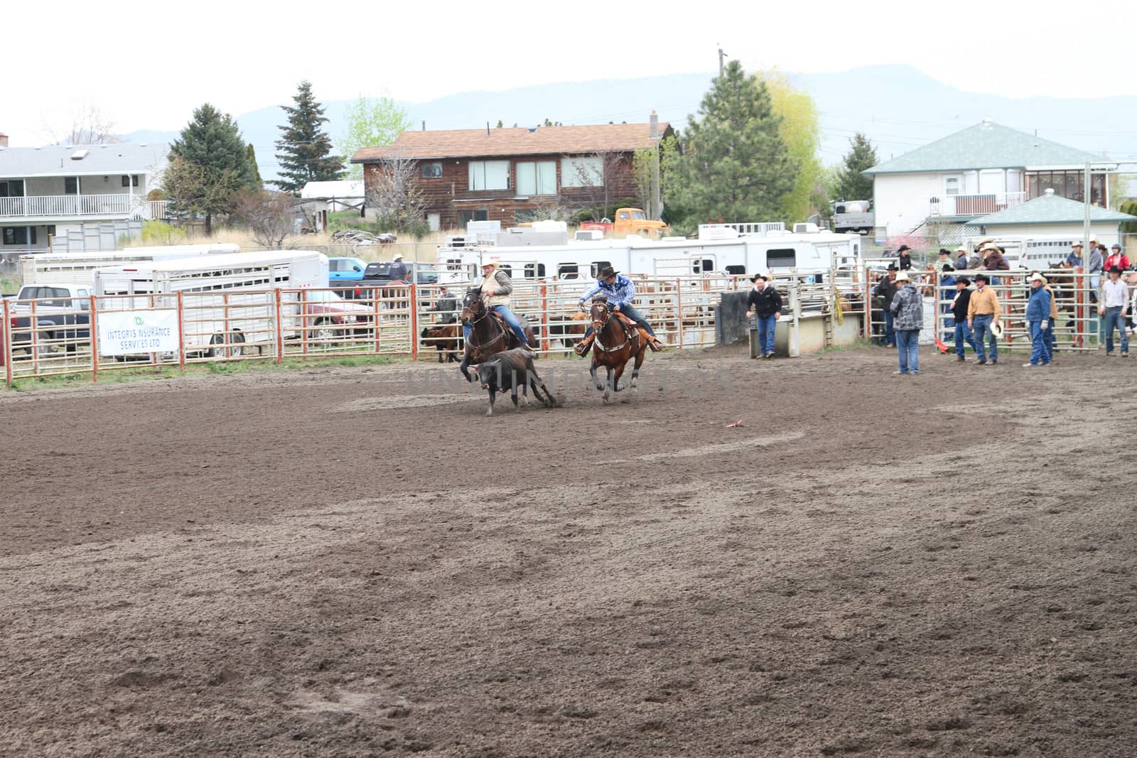 MERRITT; B.C. CANADA - MAY 15: Cowboy roping event at Nicola Valley Rodeo May 15; 2011 in Merritt British Columbia; Canada