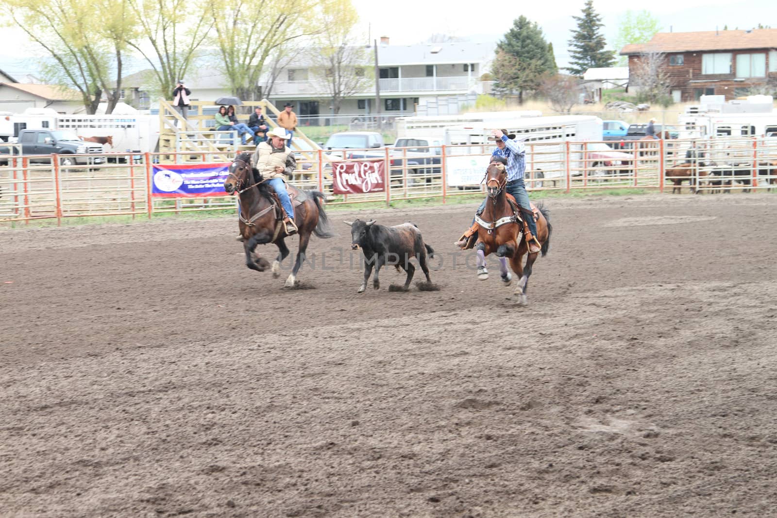 MERRITT; B.C. CANADA - MAY 15: Cowboy roping event at Nicola Valley Rodeo May 15; 2011 in Merritt British Columbia; Canada