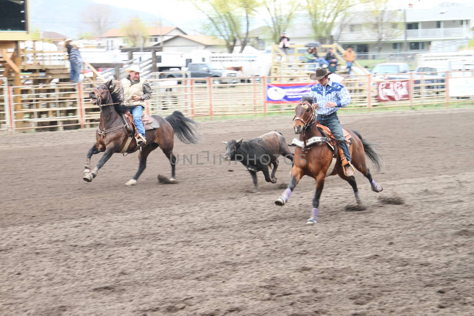 MERRITT; B.C. CANADA - MAY 15: Cowboy roping event at Nicola Valley Rodeo May 15; 2011 in Merritt British Columbia; Canada