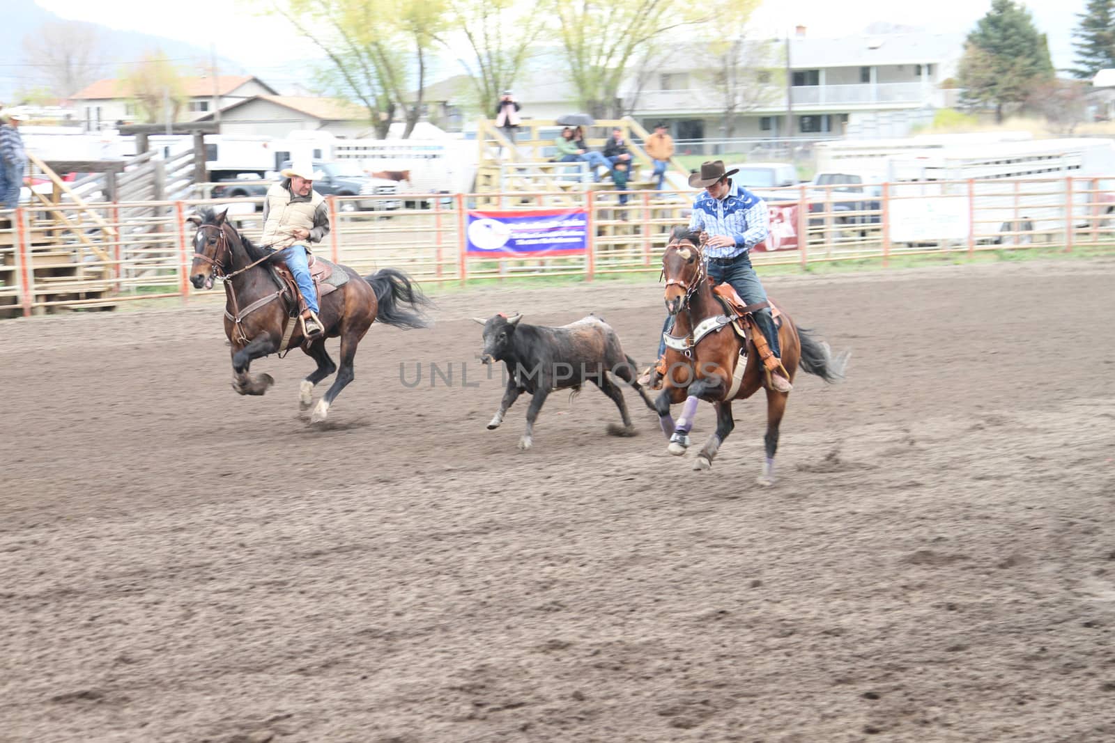 MERRITT; B.C. CANADA - MAY 15: Cowboy roping event at Nicola Valley Rodeo May 15; 2011 in Merritt British Columbia; Canada