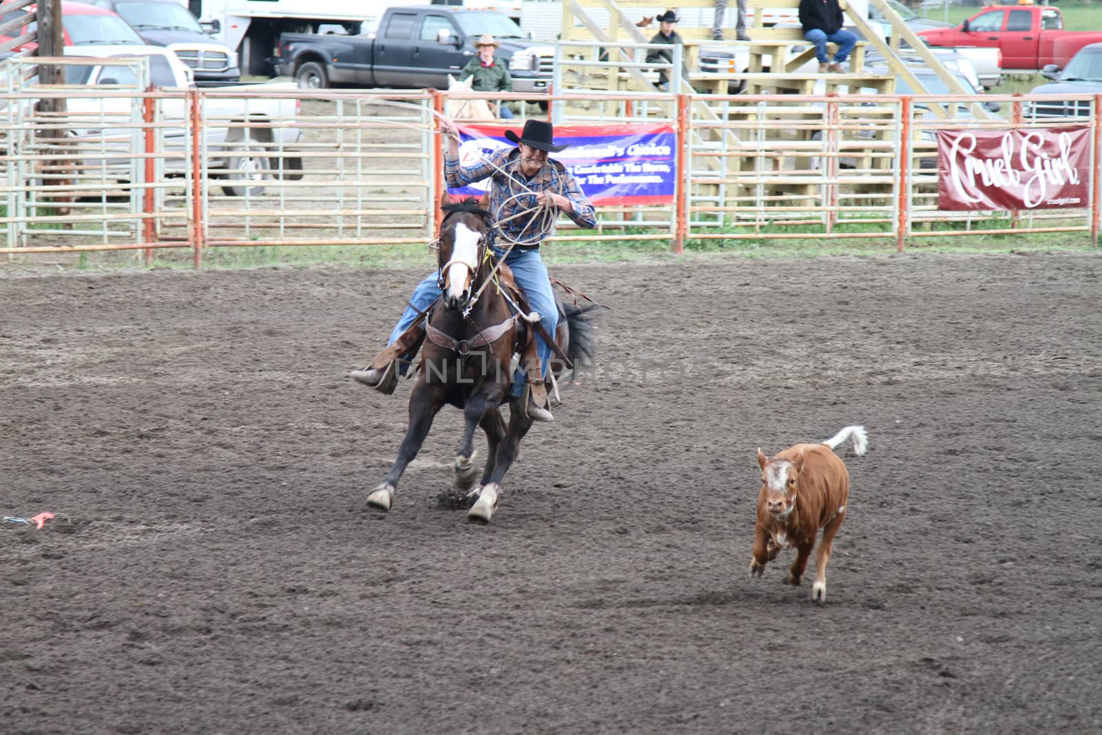 MERRITT; B.C. CANADA - MAY 15: Cowboy roping event at Nicola Valley Rodeo May 15; 2011 in Merritt British Columbia; Canada