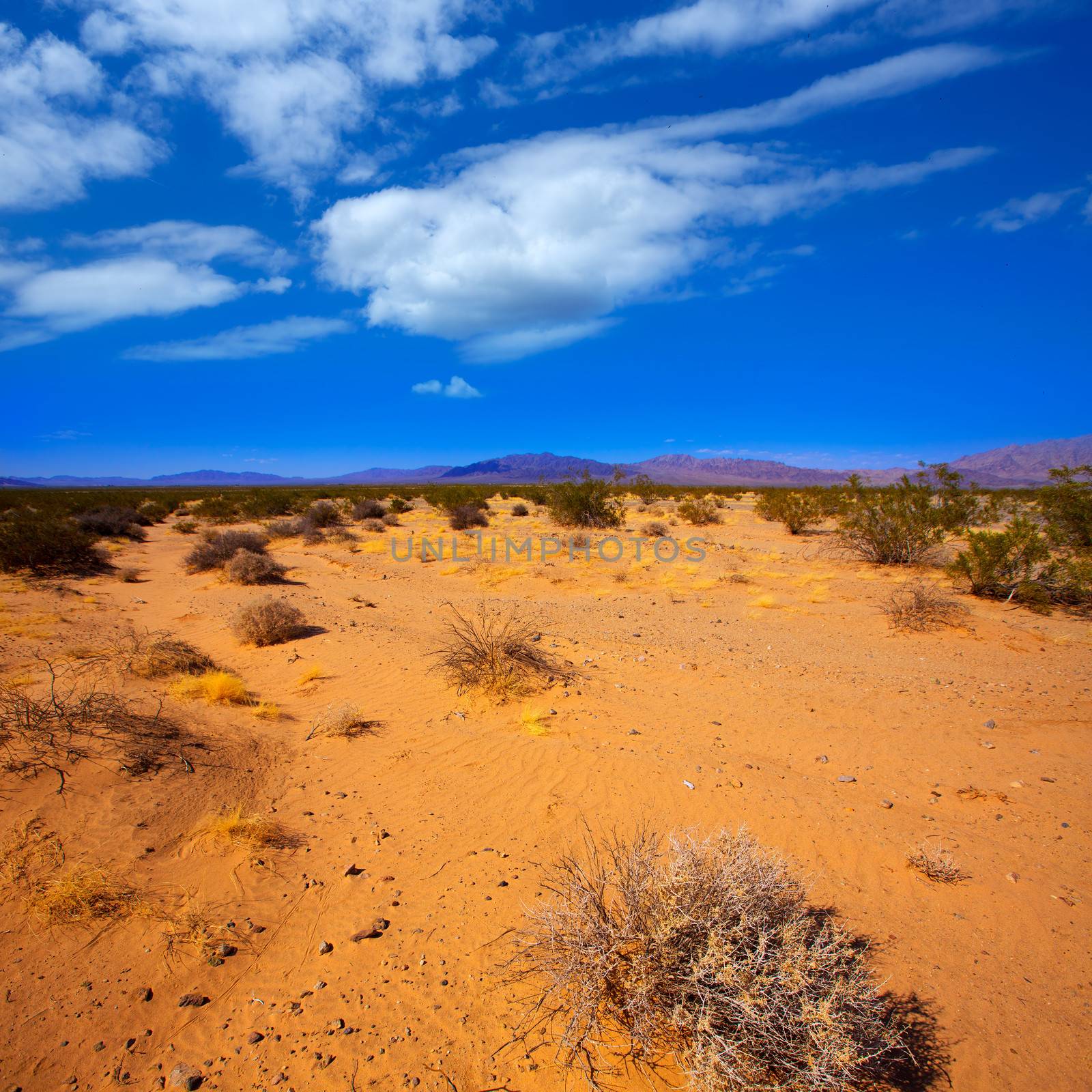 Mohave desert in California Yucca Valley USA