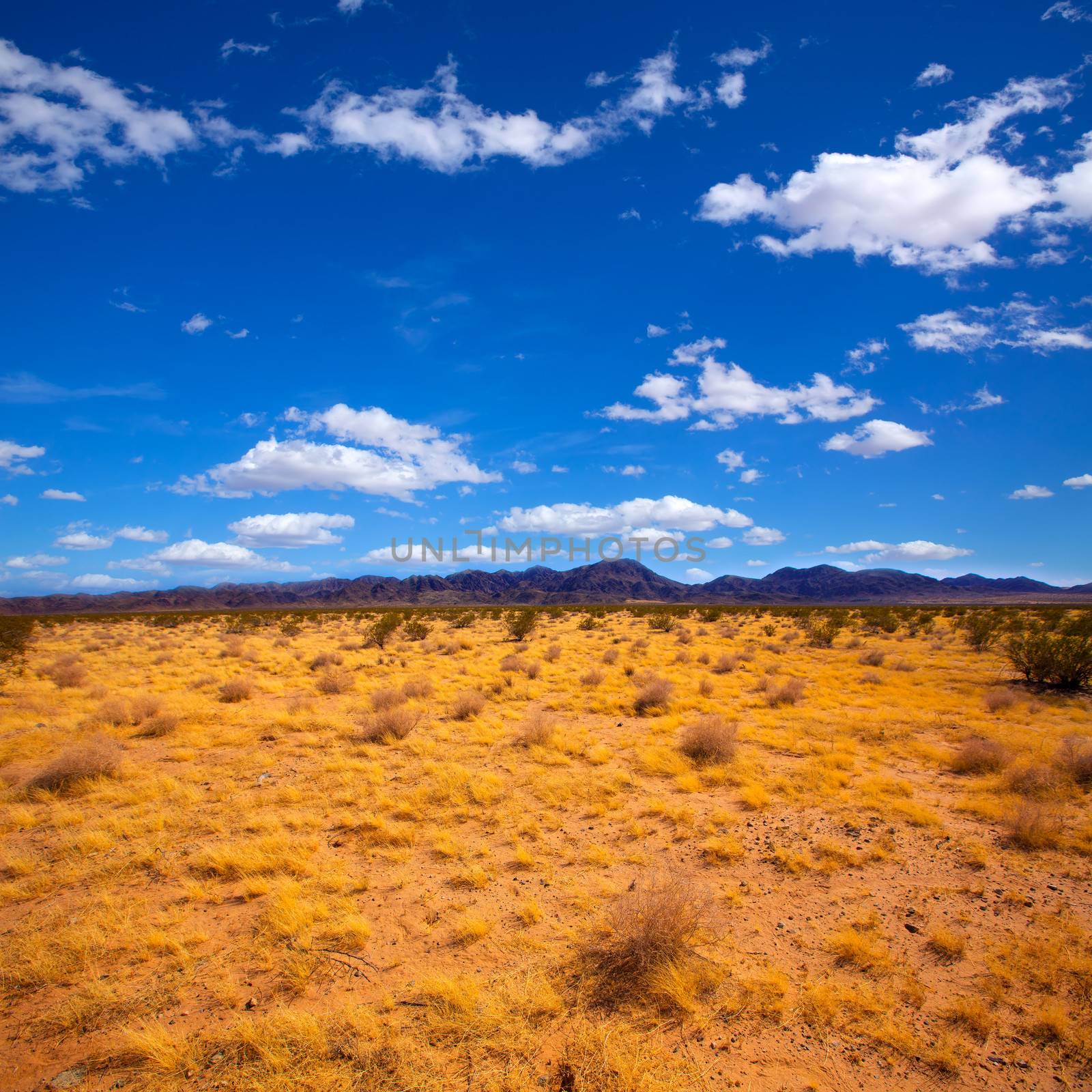 Mohave desert in California Yucca Valley by lunamarina