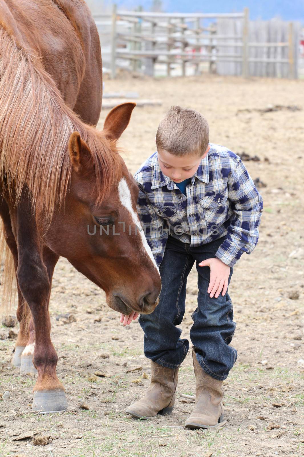 Young boy in blue feeding his horse treats