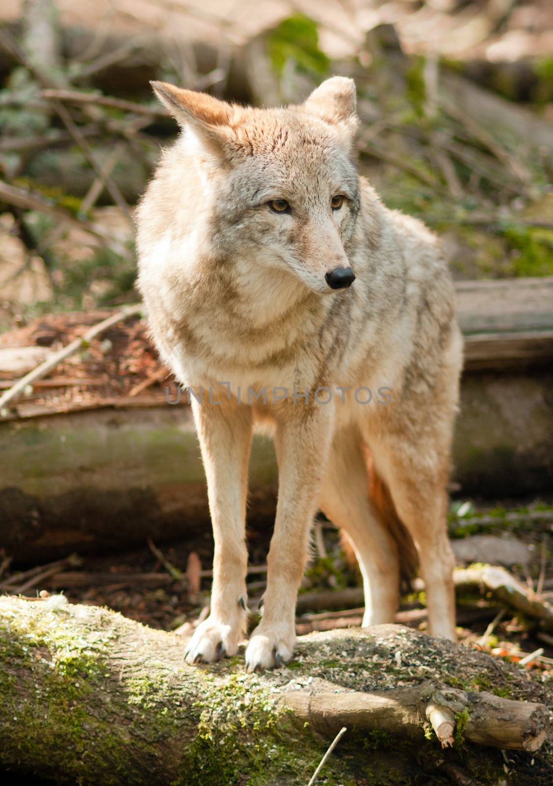 Wild Animal Coyote Stands On Stump Looking For Prey by ChrisBoswell