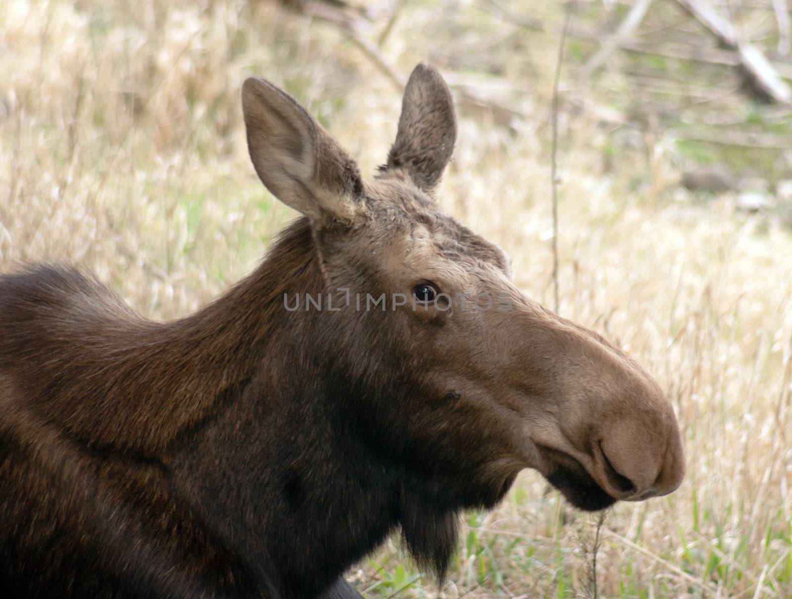 A Female Moose allow me to get close up and personal in the Alaska Wilds