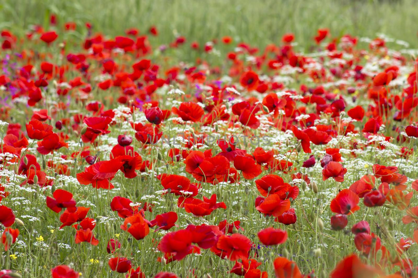 red poppies