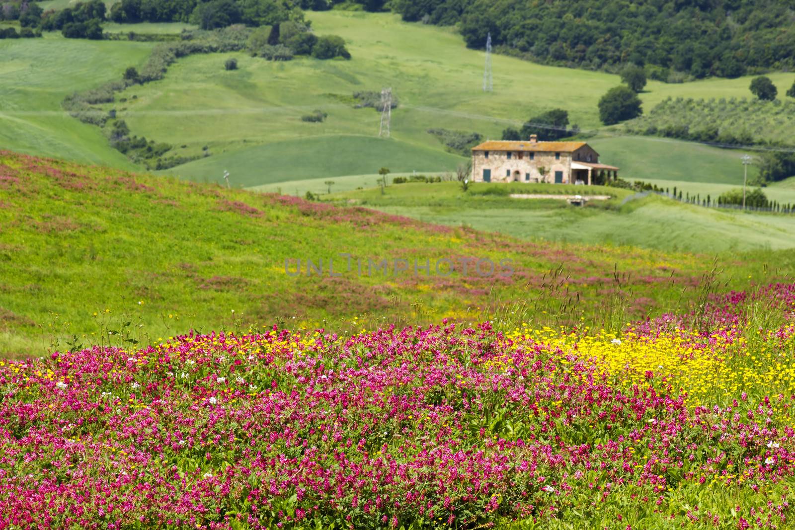 Tuscany - landscape with spring flowers