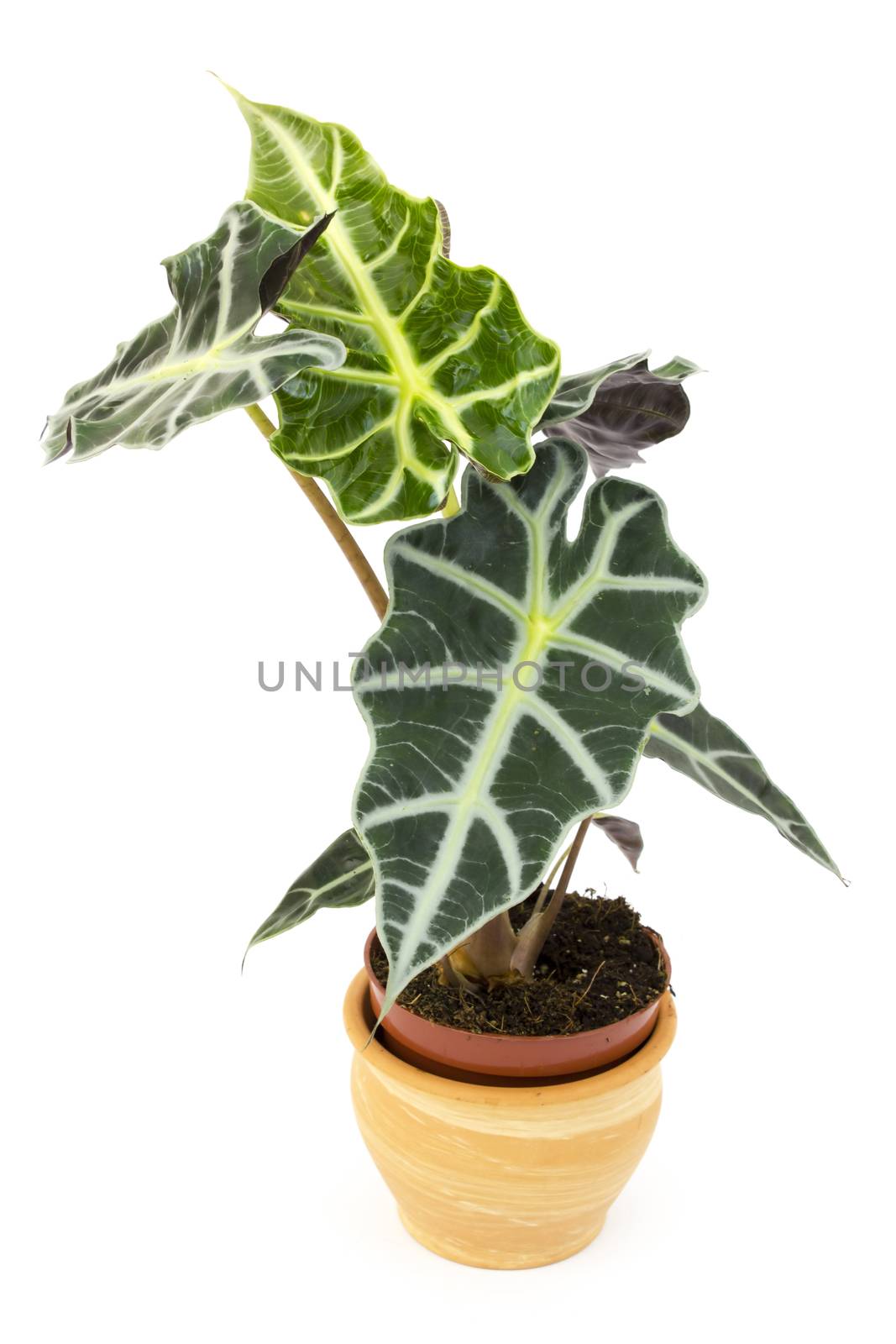 Alocasia. Isolated flower in pot.