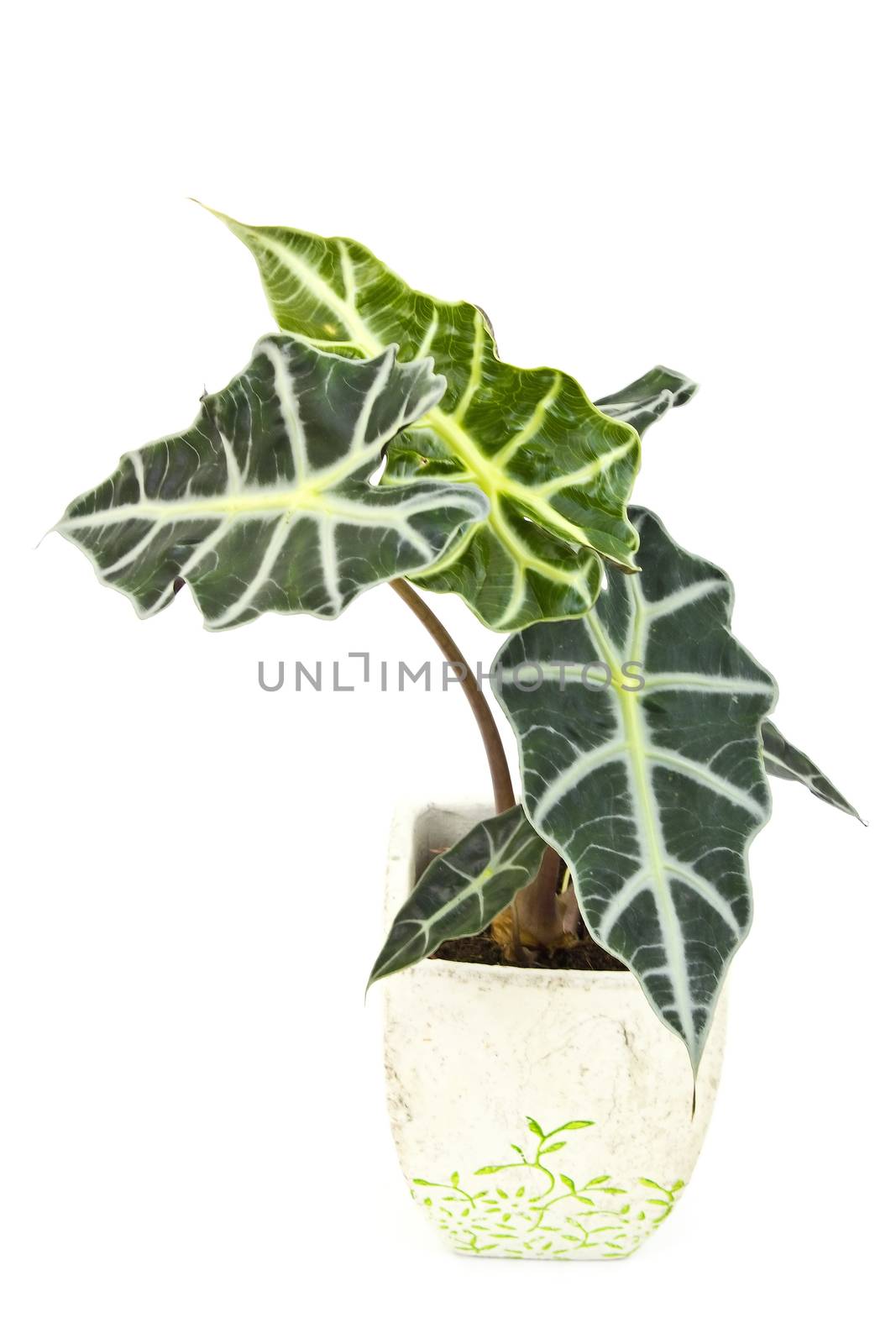 Alocasia. Isolated flower in pot. by miradrozdowski