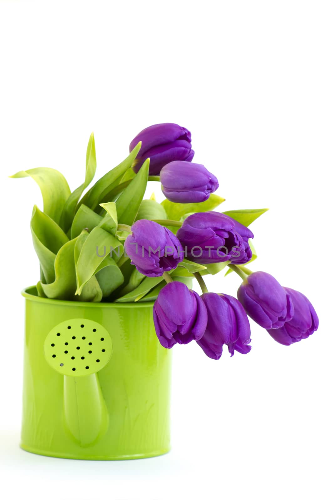 bunch of violet tulips by miradrozdowski