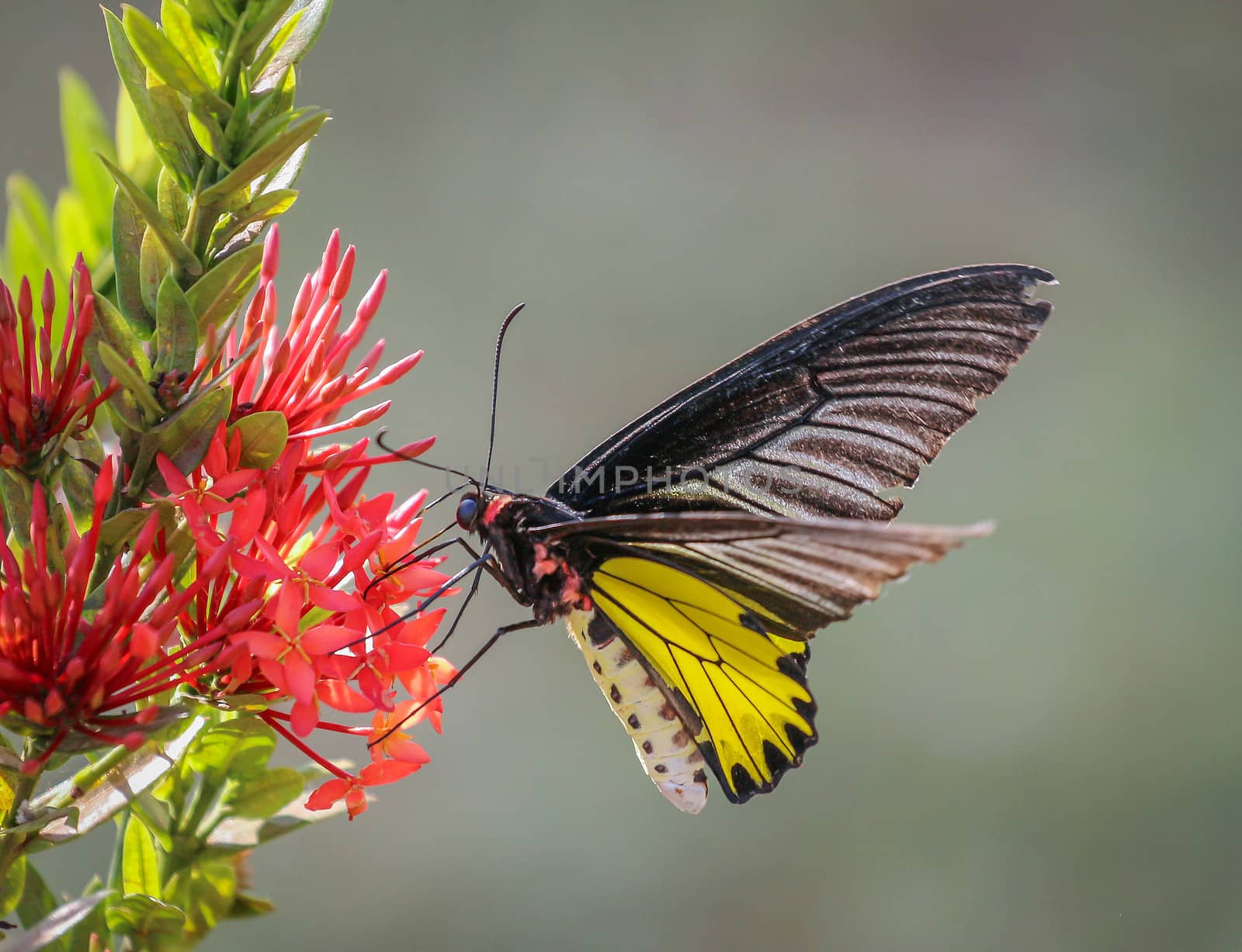 Beautiful of little butterfly and flower in nature