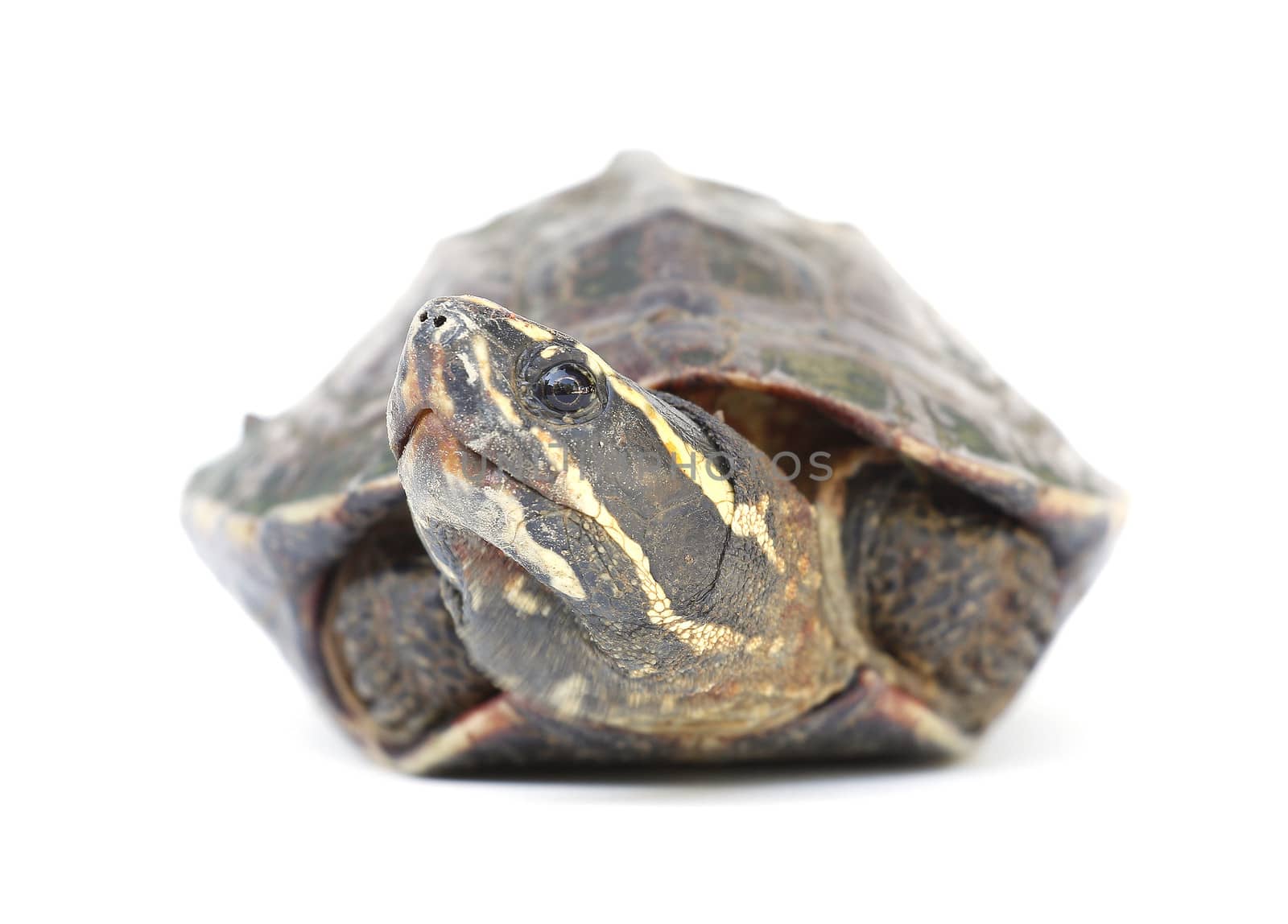 Turtle with white background 