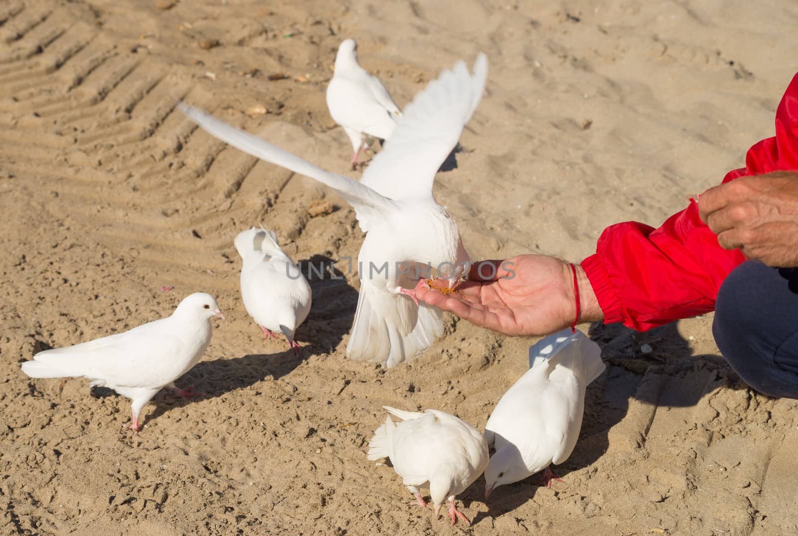 Male hand streched out feeding pigeons in a park