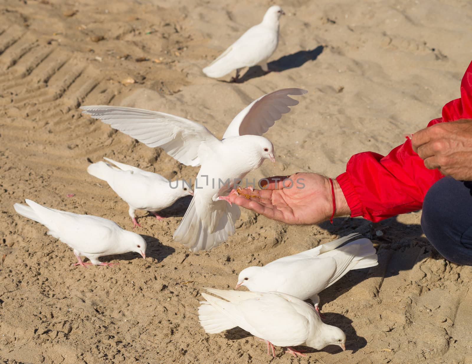 Male hand streched out feeding pigeons in a park