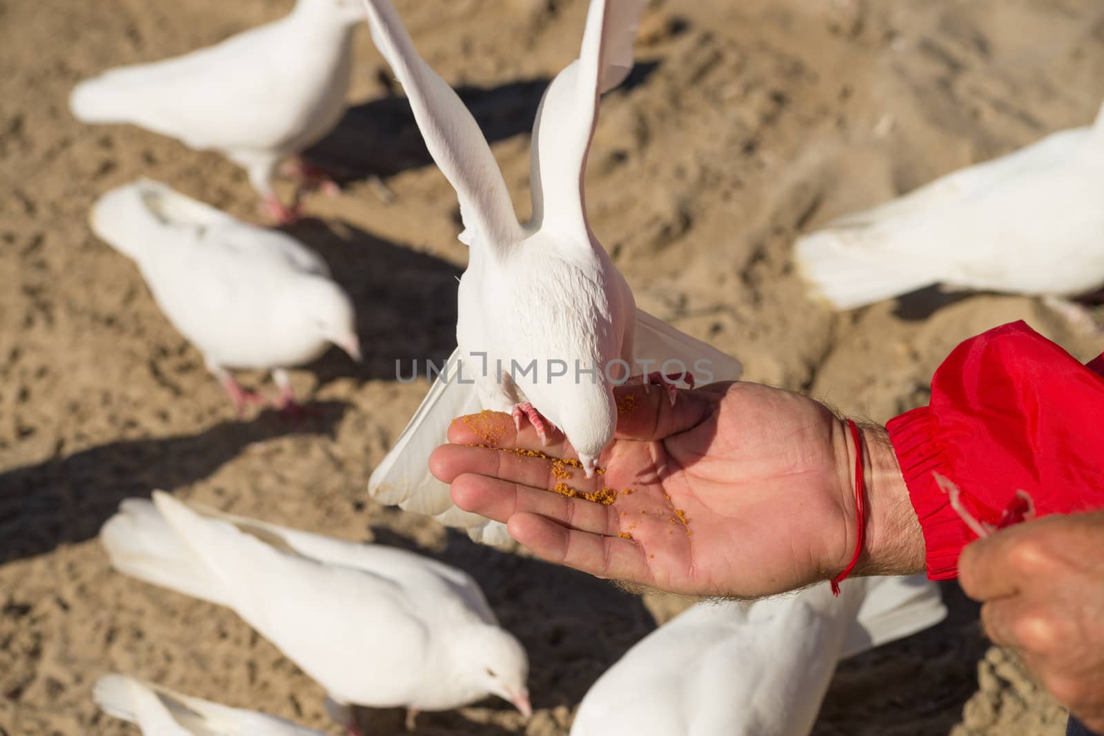 Pigeons fluttering around a hand feeding them breadcrumbs