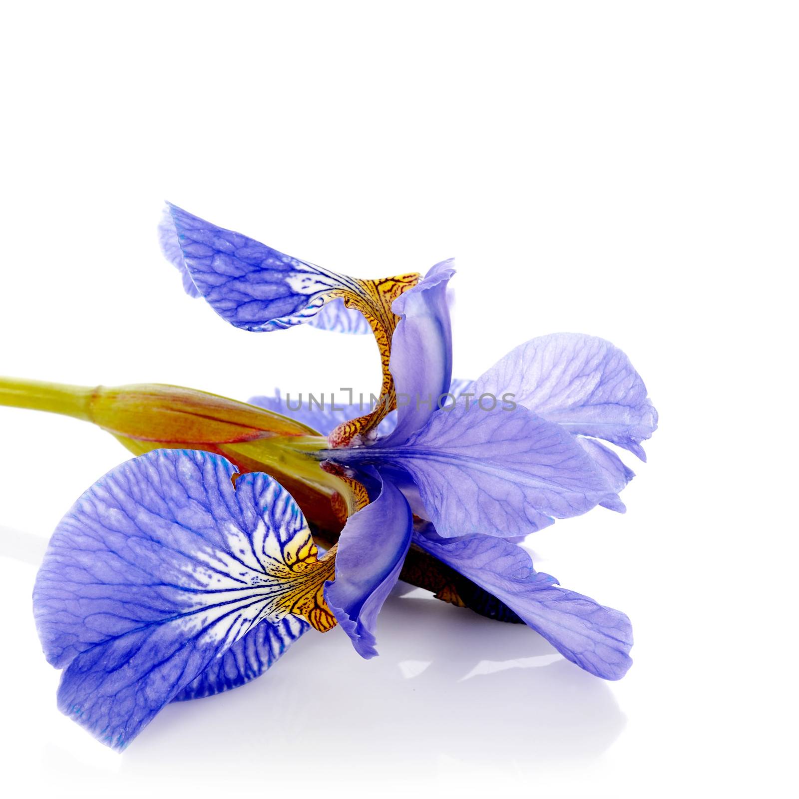 Iris flower. Blue iris. Petals of a  flower of an iris. Flower in dew drops. Flower petals in dew drops.