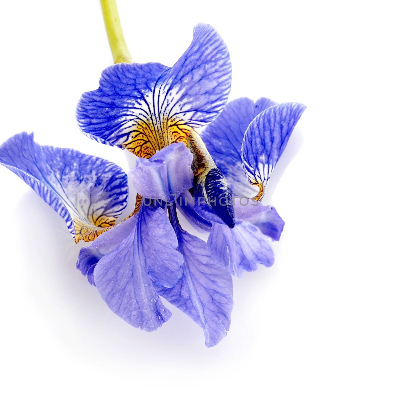 Flower of a blue iris. by Azaliya