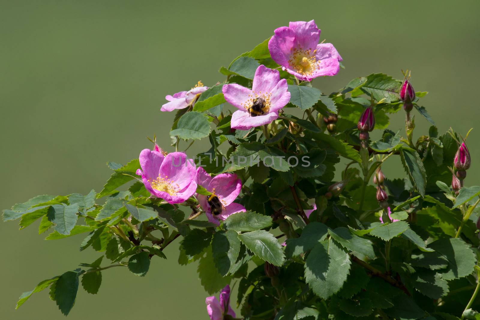 Dog rose flower by Ohotnik