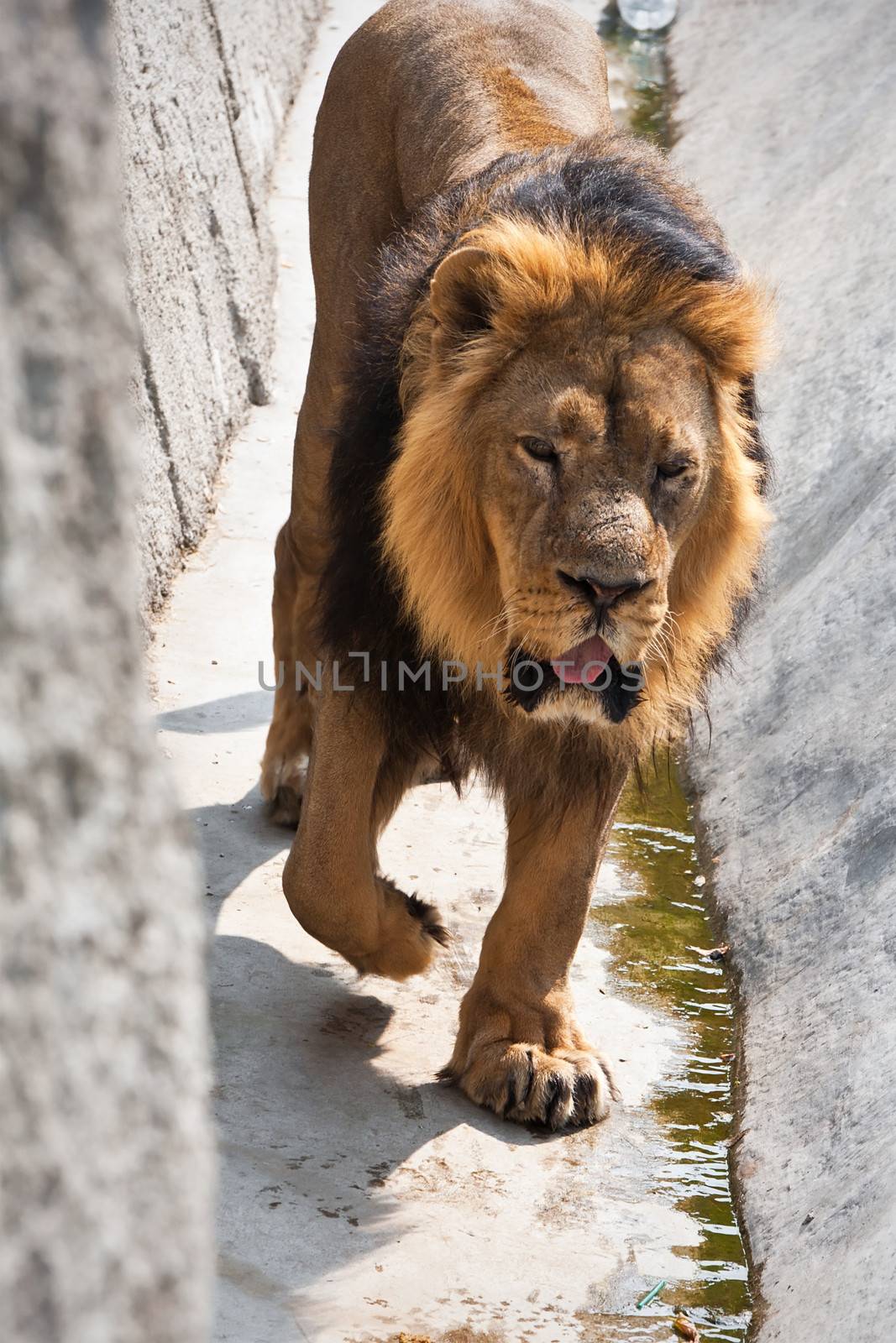 King of animals - African male lion in zoo