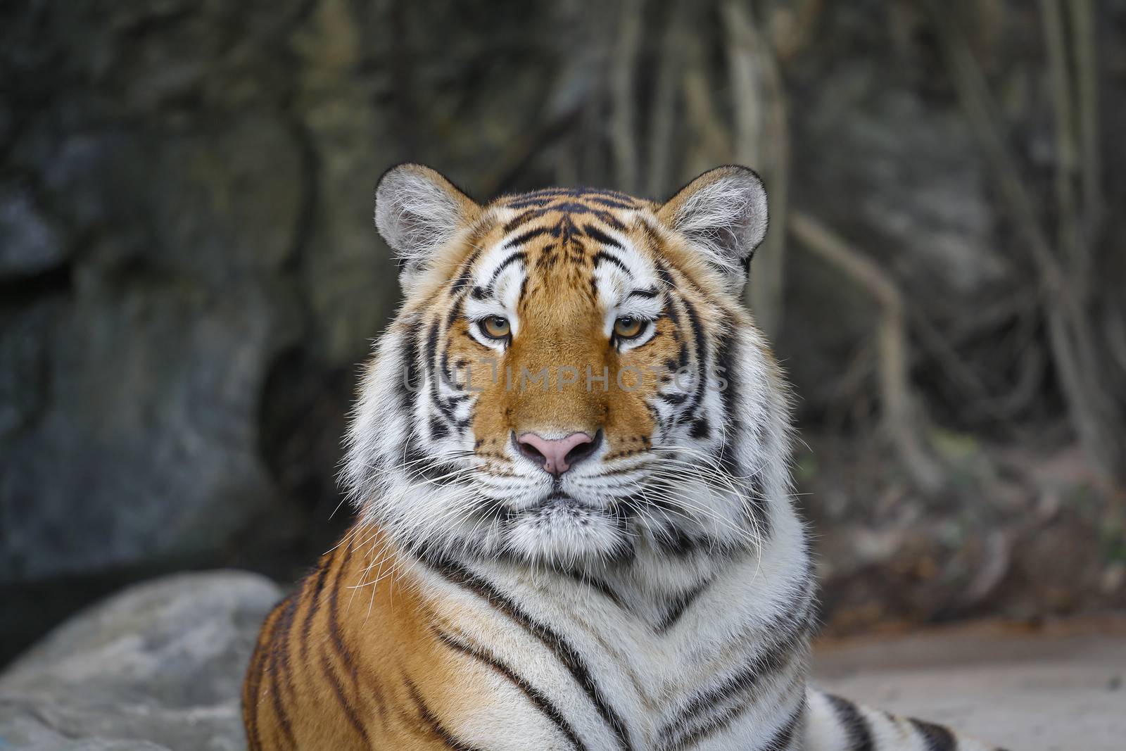 Big sumatran tiger in the zoo , KhoKeaw open zoo , Chonburi , Thailand