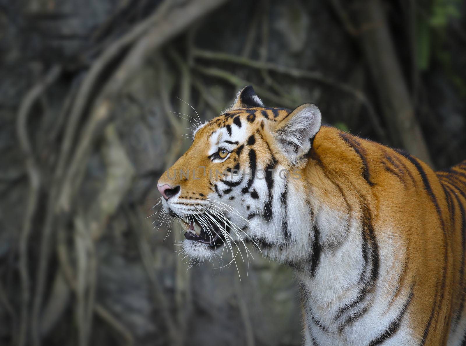 Big sumatran tiger in the zoo , KhoKeaw open zoo , Chonburi , Thailand