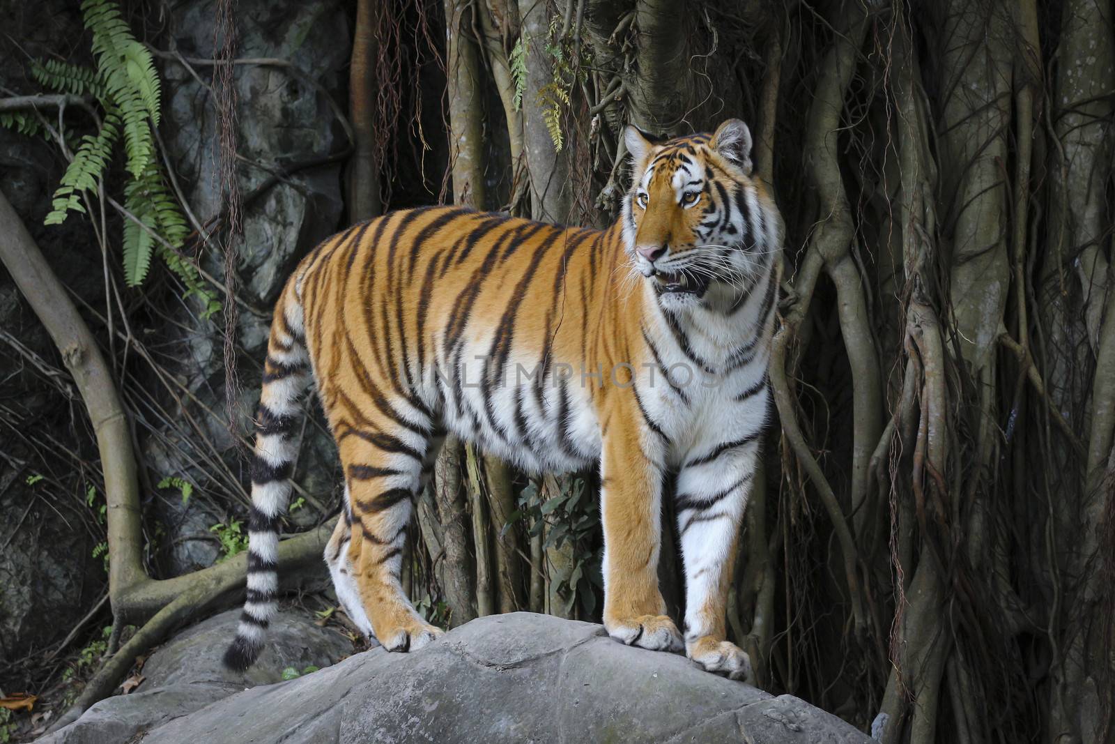 Big sumatran tiger in the zoo , KhoKeaw open zoo , Chonburi , Thailand