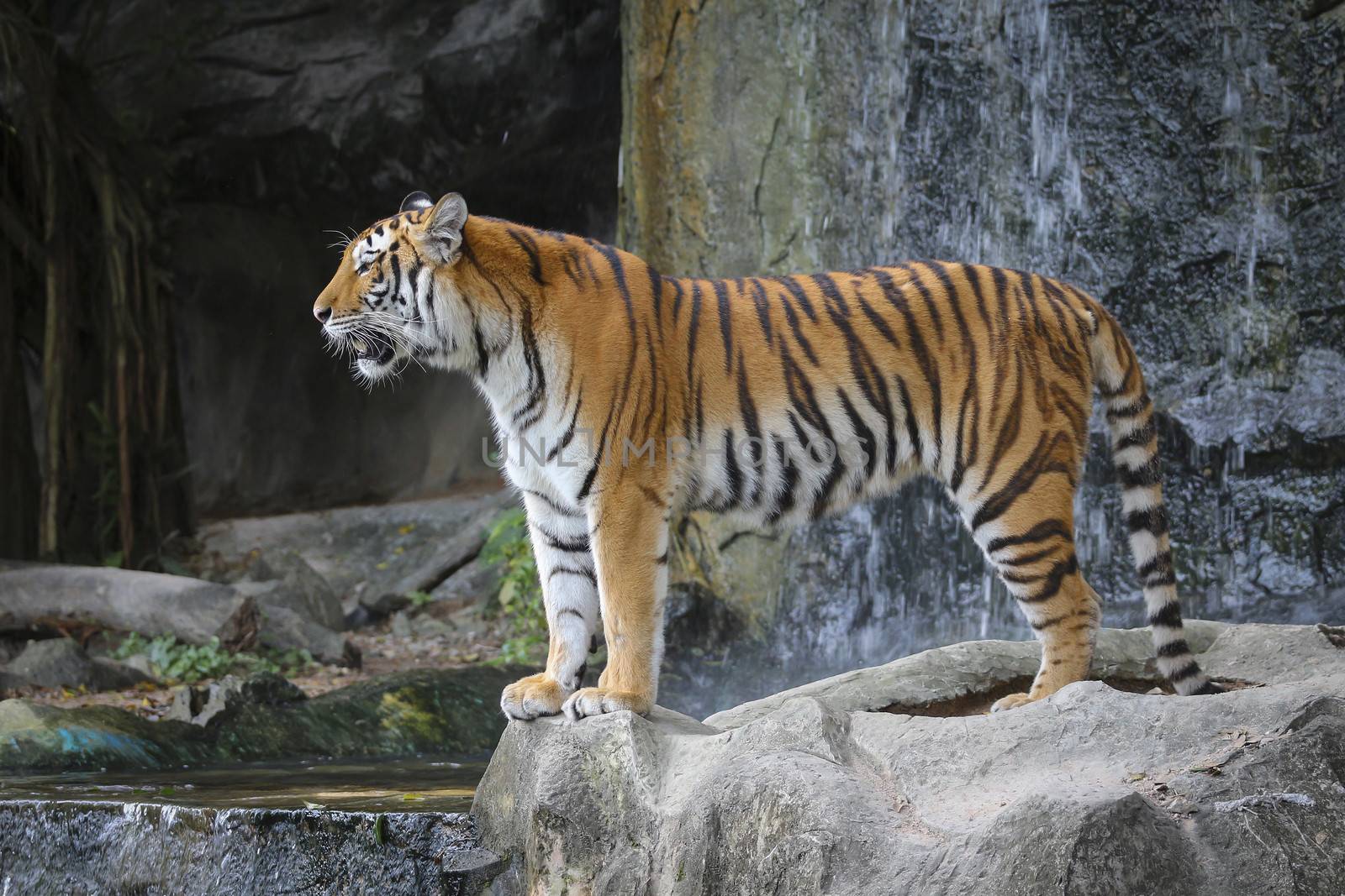 Big sumatran tiger in the zoo , KhoKeaw open zoo , Chonburi , Thailand