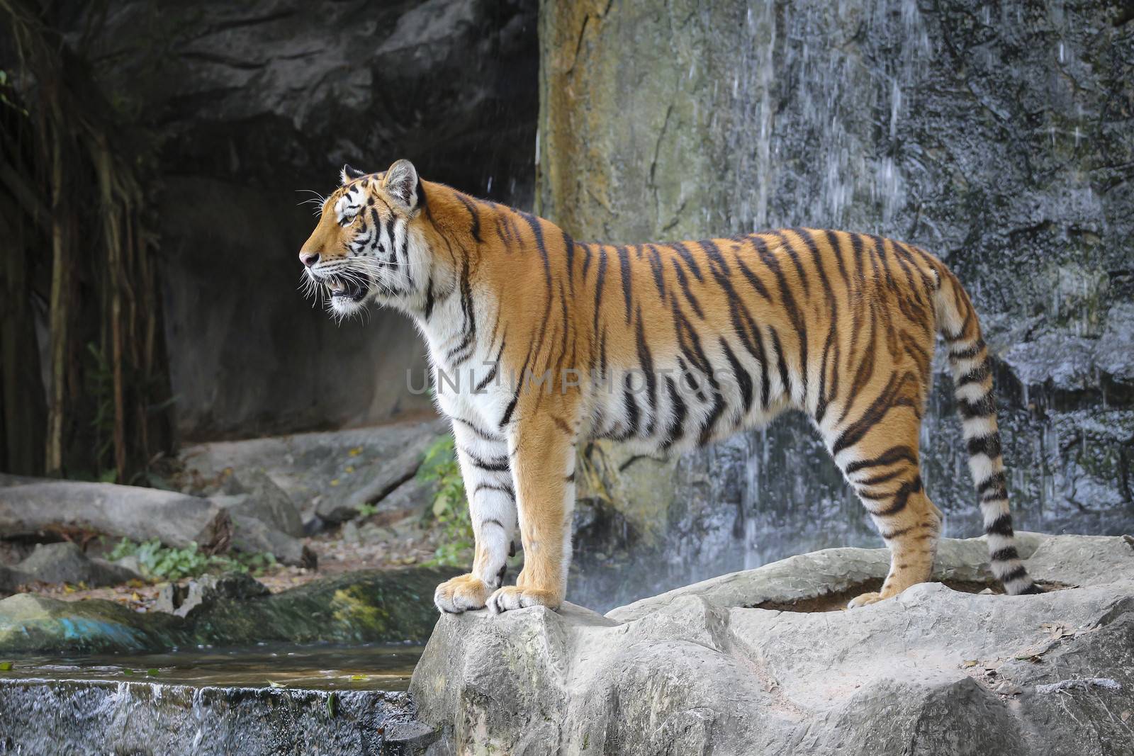 Big sumatran tiger in the zoo , KhoKeaw open zoo , Chonburi , Thailand