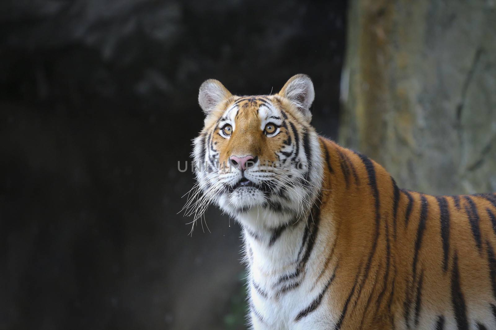 Big sumatran tiger in the zoo , KhoKeaw open zoo , Chonburi , Thailand