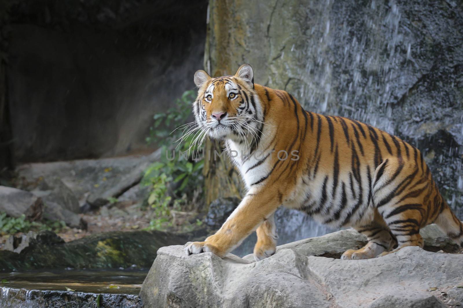 Big sumatran tiger in the zoo , KhoKeaw open zoo , Chonburi , Thailand