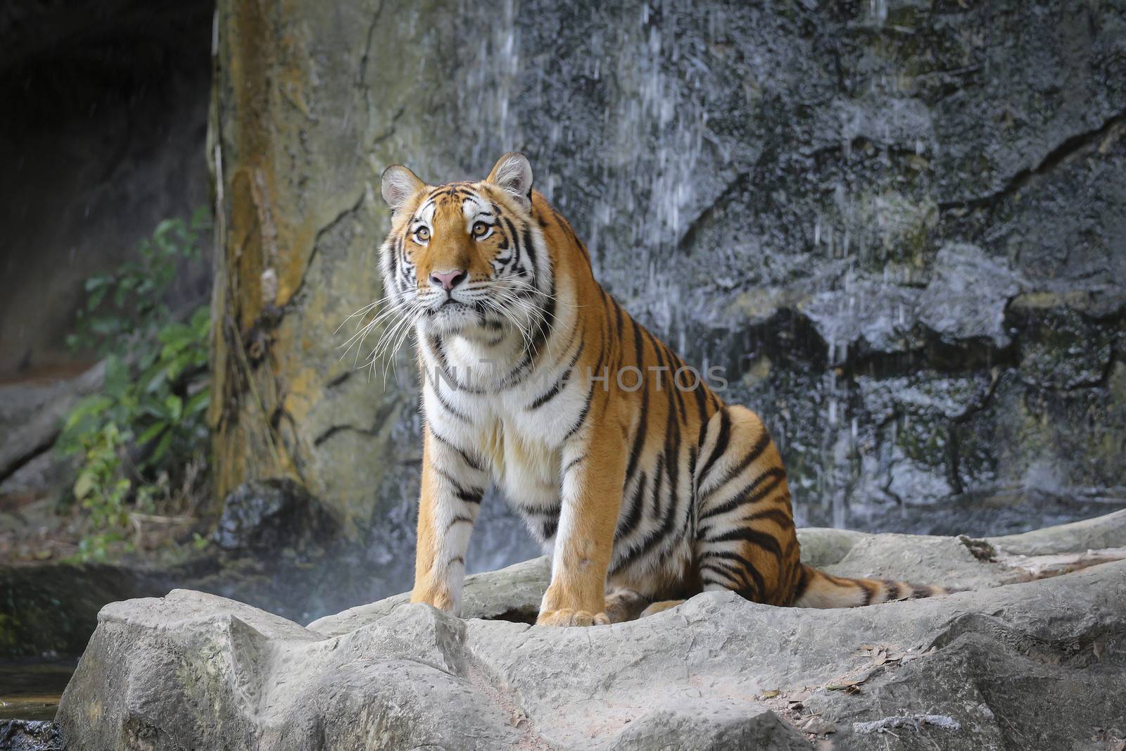 Big sumatran tiger in the zoo , KhoKeaw open zoo , Chonburi , Thailand