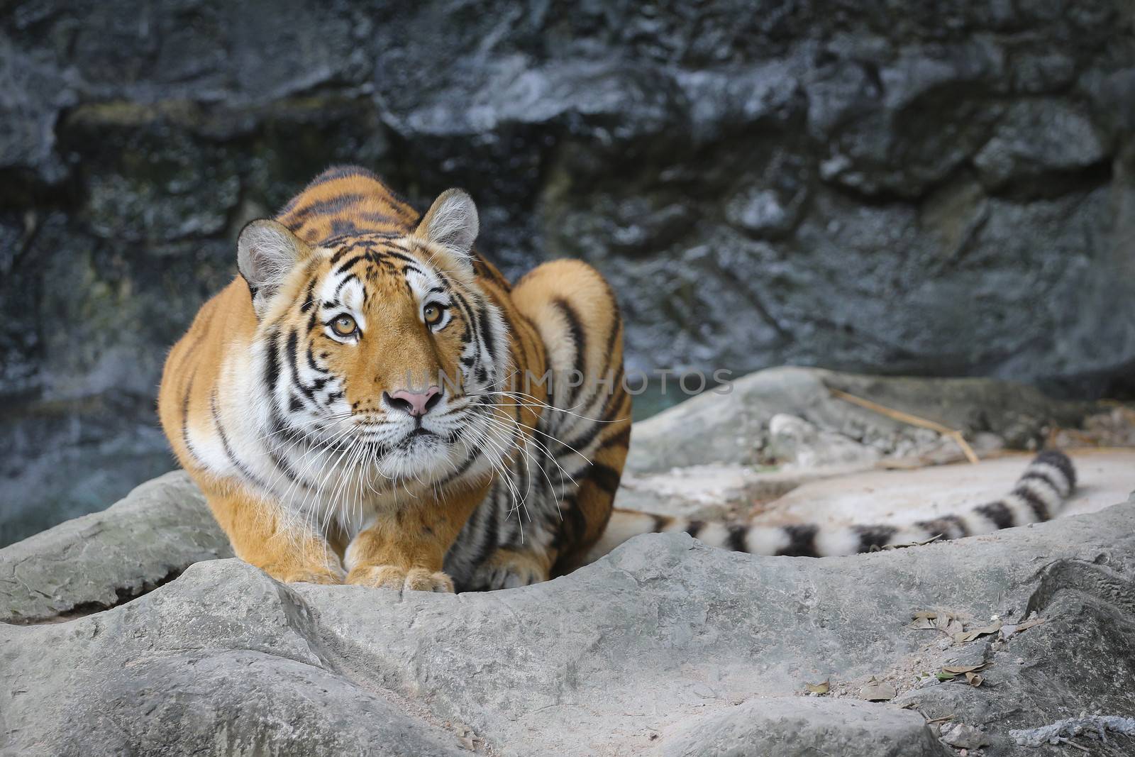 Big sumatran tiger in the zoo , KhoKeaw open zoo , Chonburi , Thailand